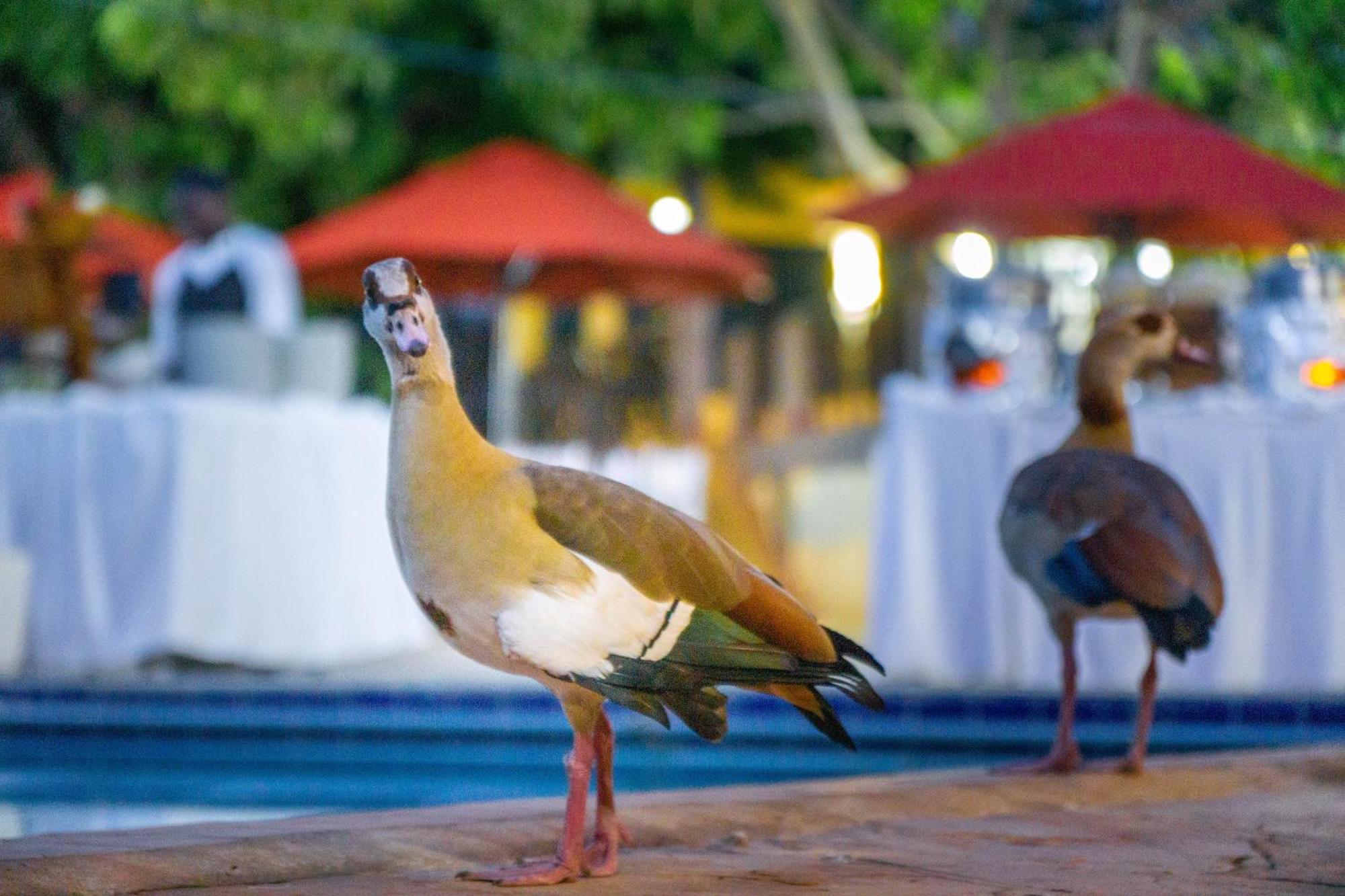 Hotel Lukenya Getaway Athi River Esterno foto