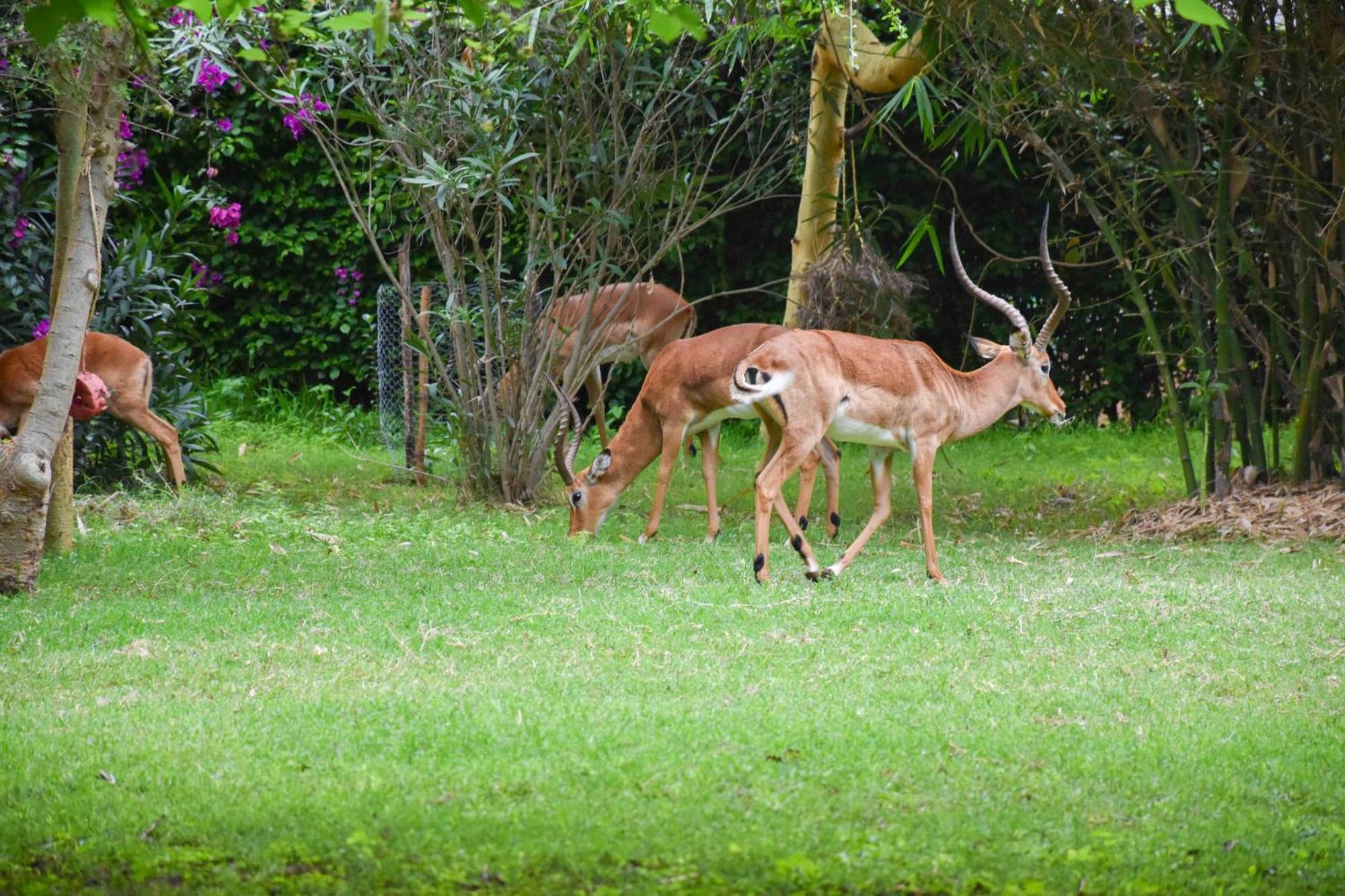 Hotel Lukenya Getaway Athi River Esterno foto