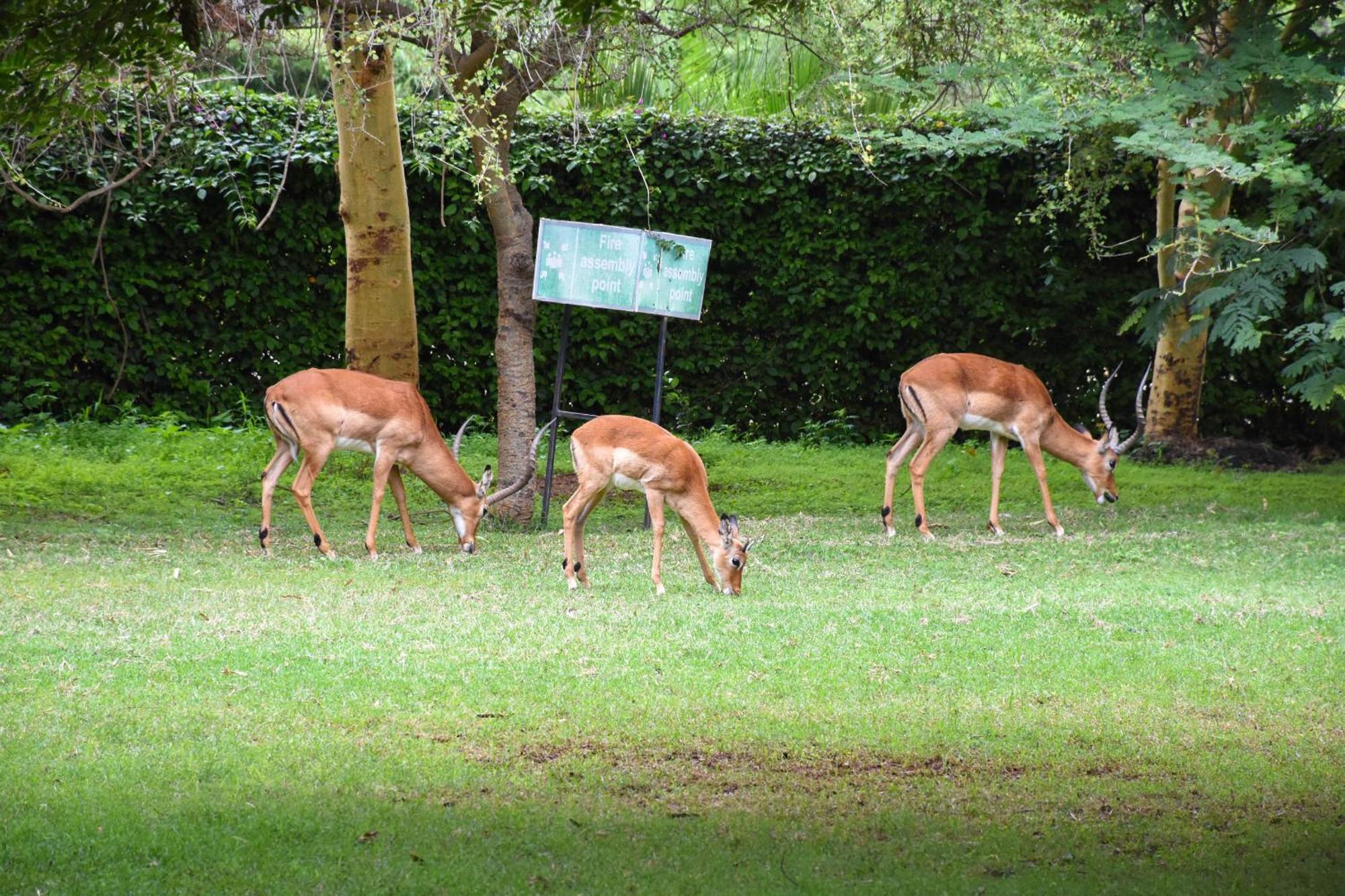 Hotel Lukenya Getaway Athi River Esterno foto